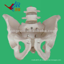 O modelo de pelvis humano mais novo com modelo de vértebra lombar 2pcs